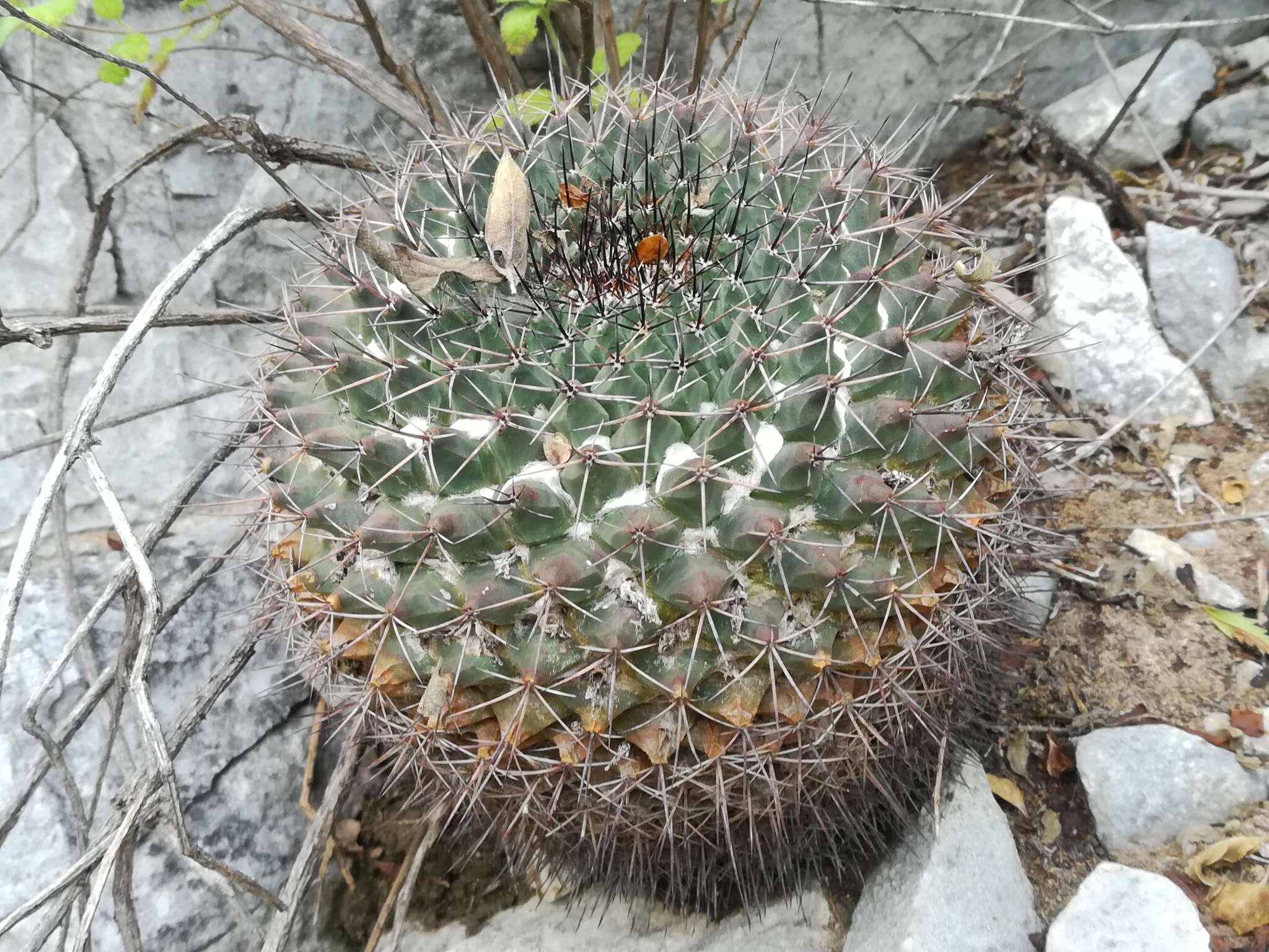 Image of Mammillaria melanocentra Poselg.