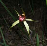 Image of Red-lipped spider orchid