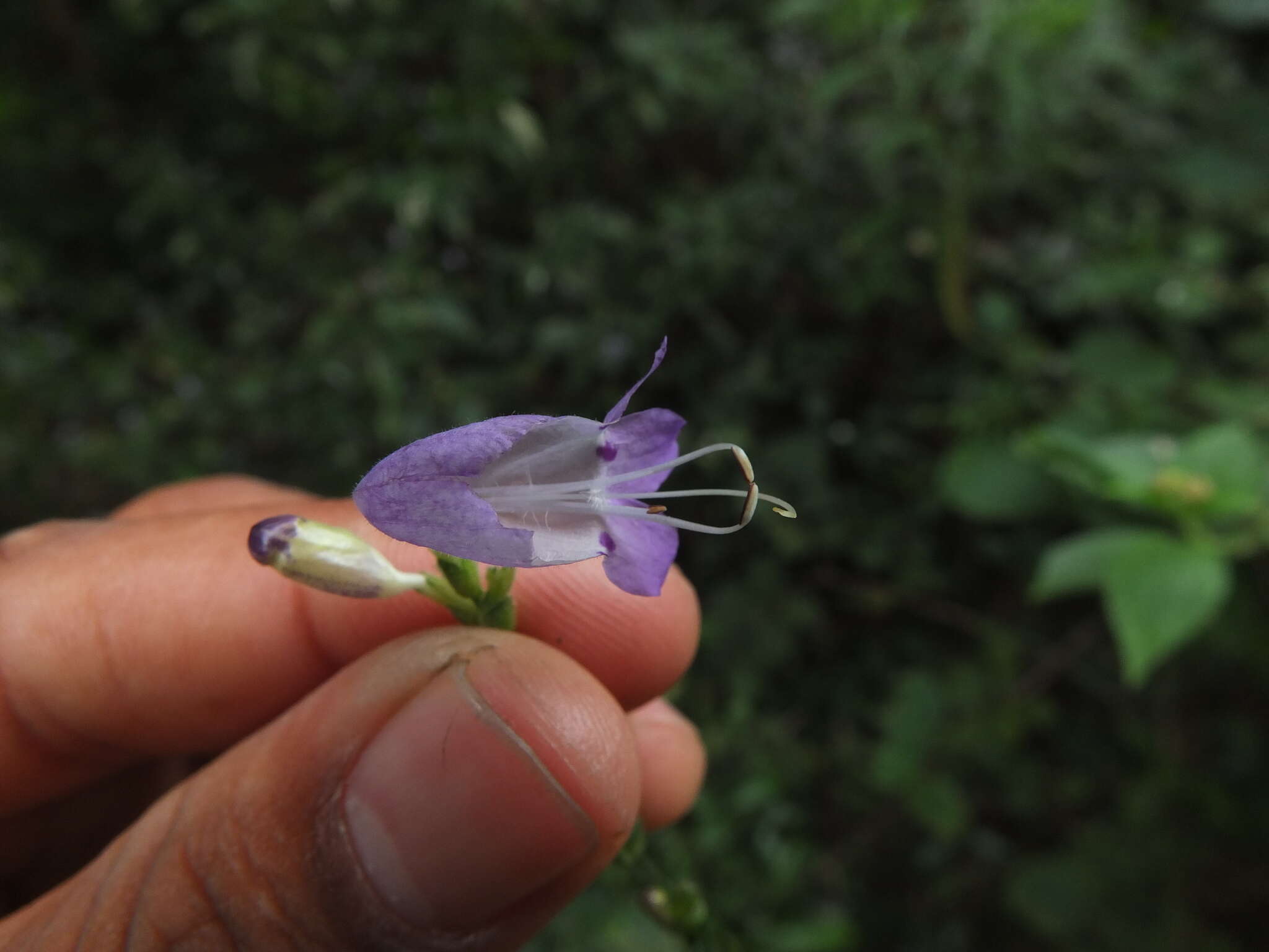 Image of Strobilanthes cordifolia (Vahl) J. R. I. Wood