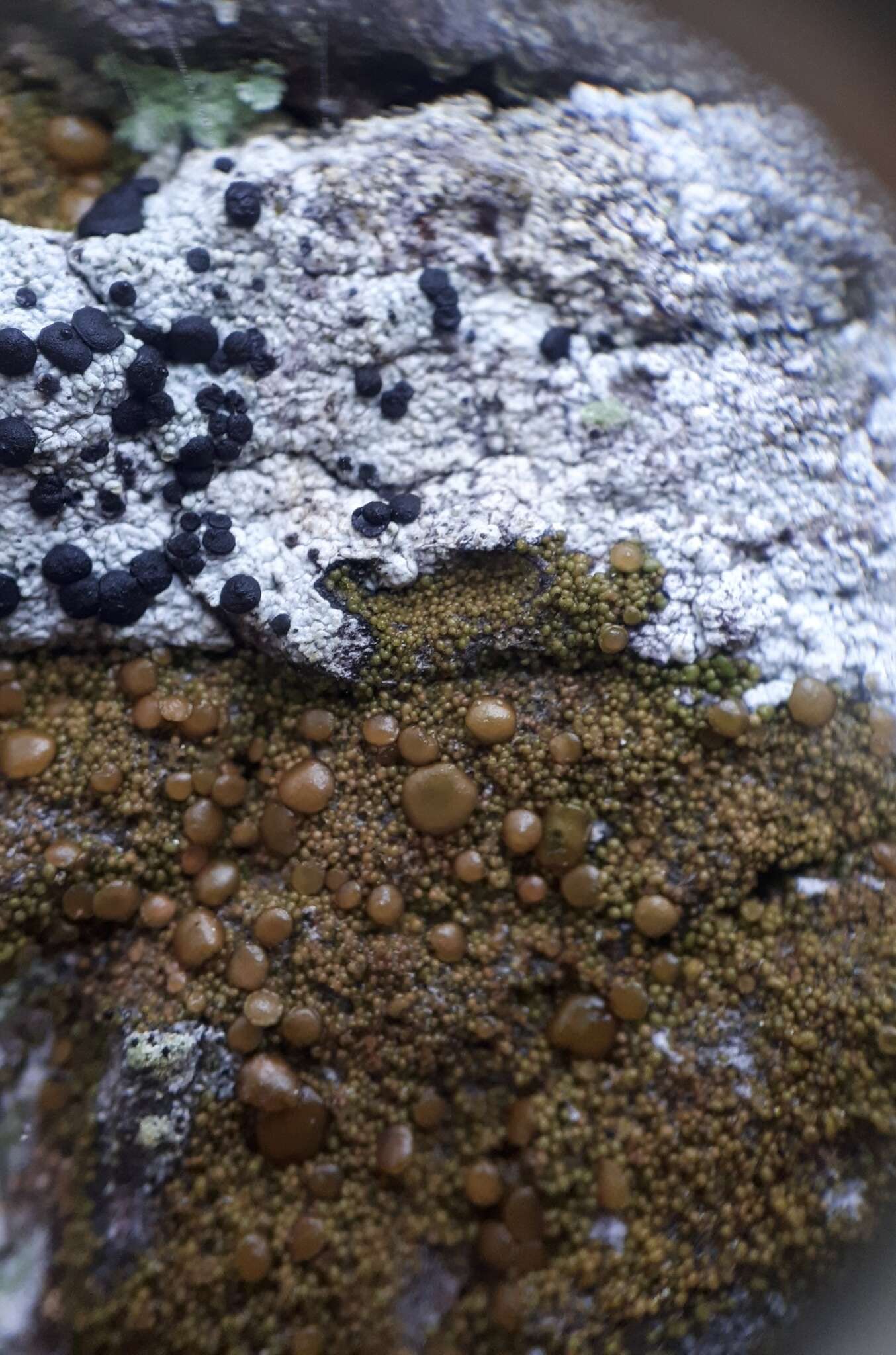 Image of protoparmelia lichen