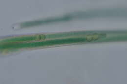 Image of Coleodesmium wrangelii