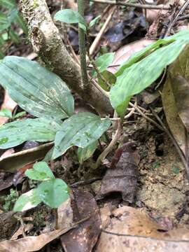 Image of Collabium chinense (Rolfe) Tang & F. T. Wang