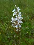 Dactylorhiza maculata subsp. elodes (Griseb.) Soó的圖片