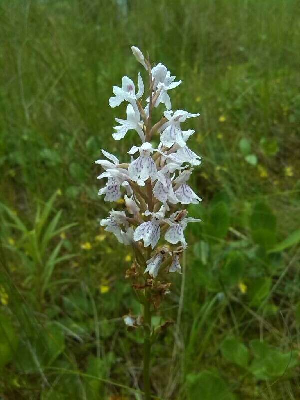 Dactylorhiza maculata subsp. elodes (Griseb.) Soó的圖片