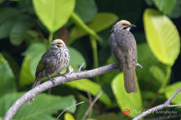 Image of Straw-crowned Bulbul