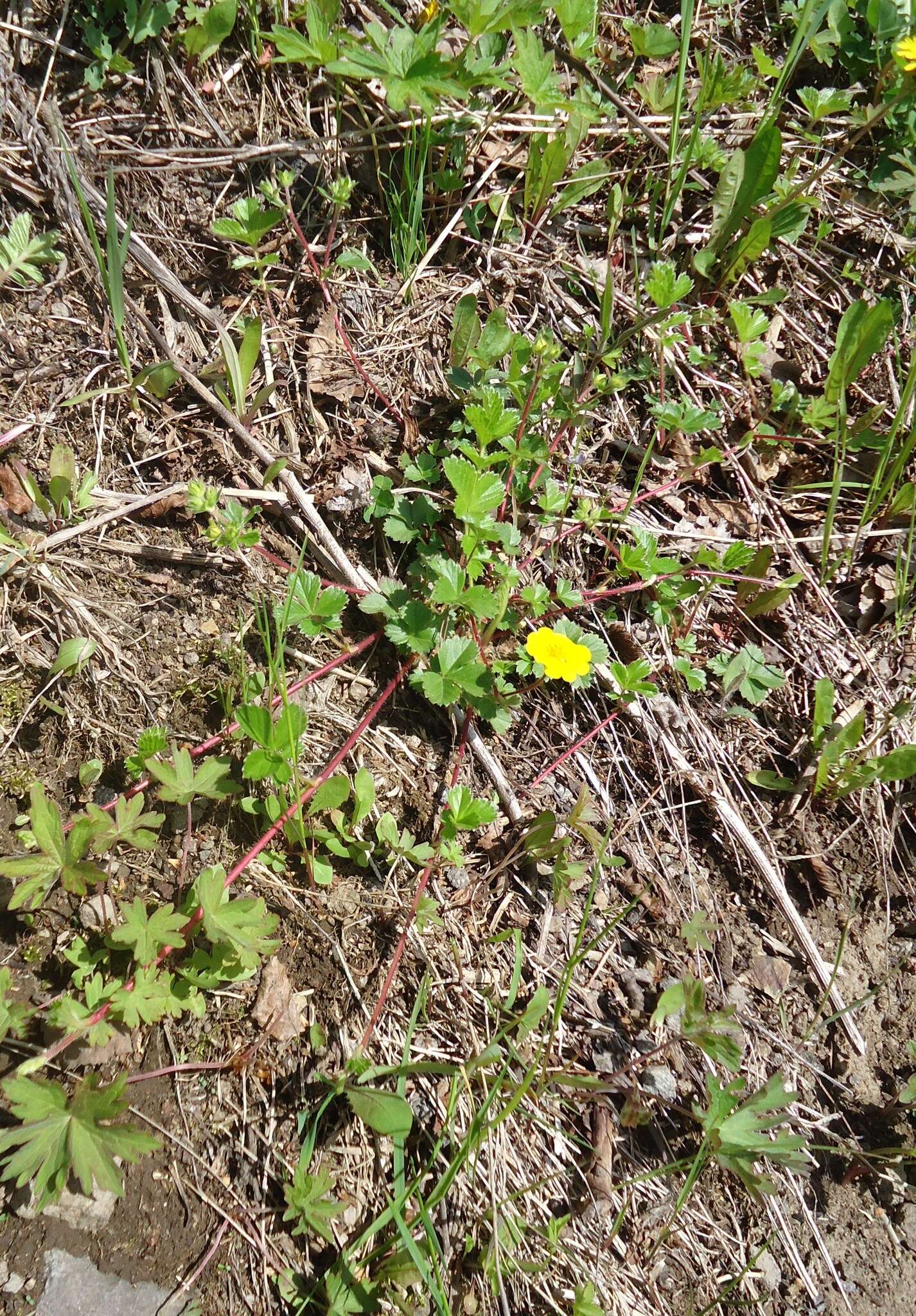 Imagem de Potentilla stolonifera Lehm. ex Ledeb.