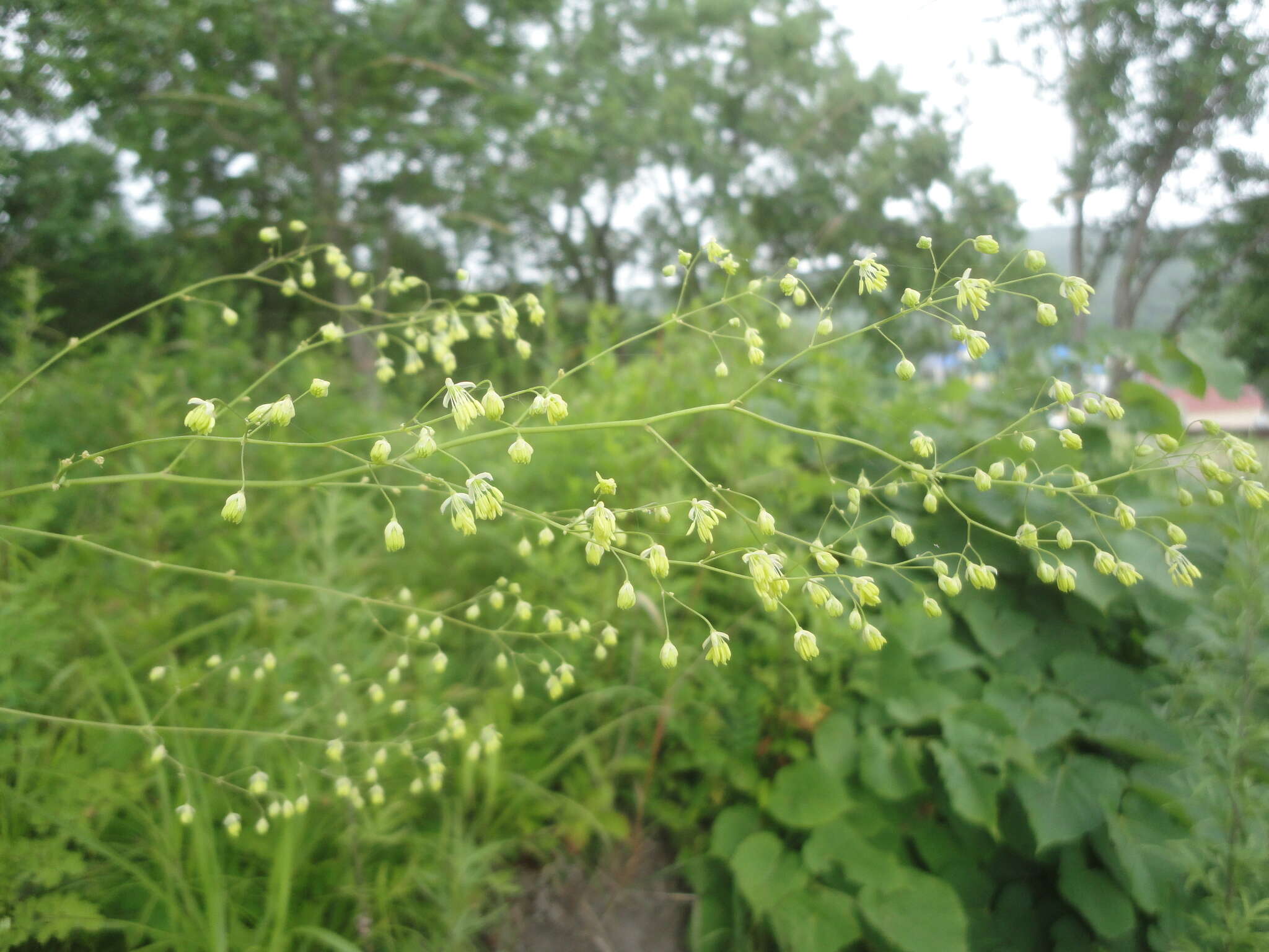 Image of Thalictrum simplex subsp. simplex