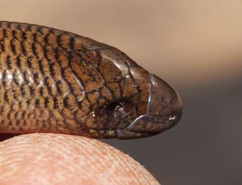 Image of Short-headed Legless Skink