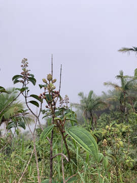 Image de Miconia sintenisii Cogn.