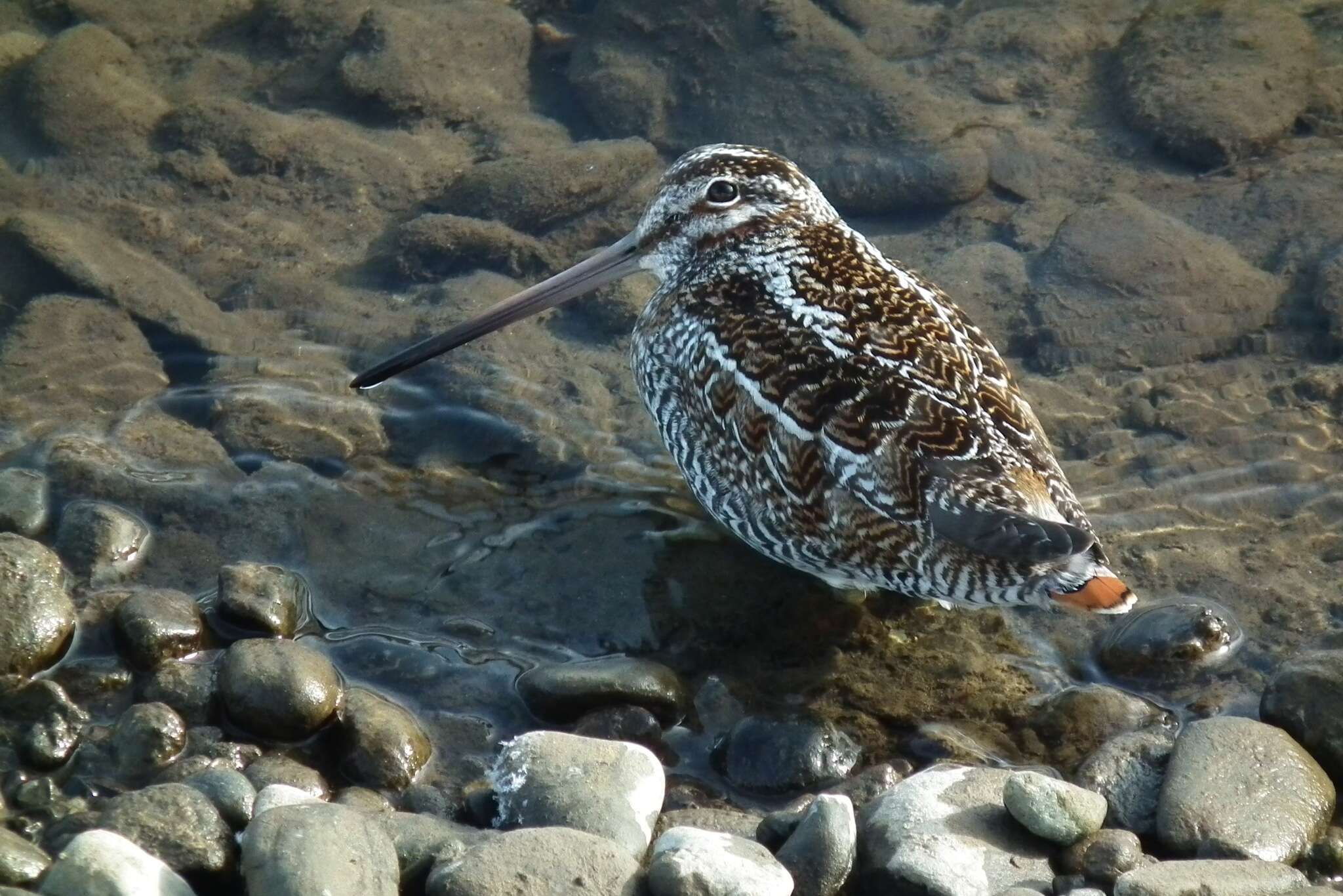 Image of Solitary Snipe