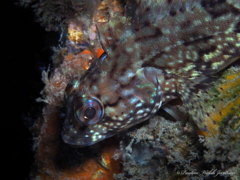 Image of Masquerader hairy blenny