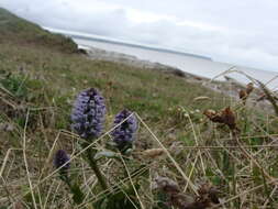 Imagem de Lagotis glauca J. Gaertn.