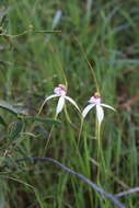 Image of Daddy-long-legs spider orchid