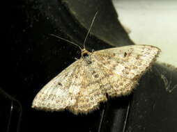 Image de Scopula rubraria Doubleday 1843