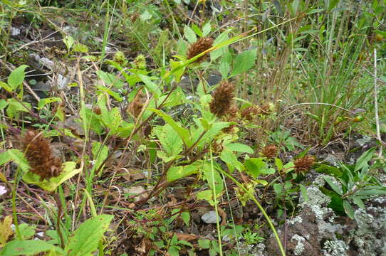 Слика од Lepechinia caulescens (Ortega) Epling