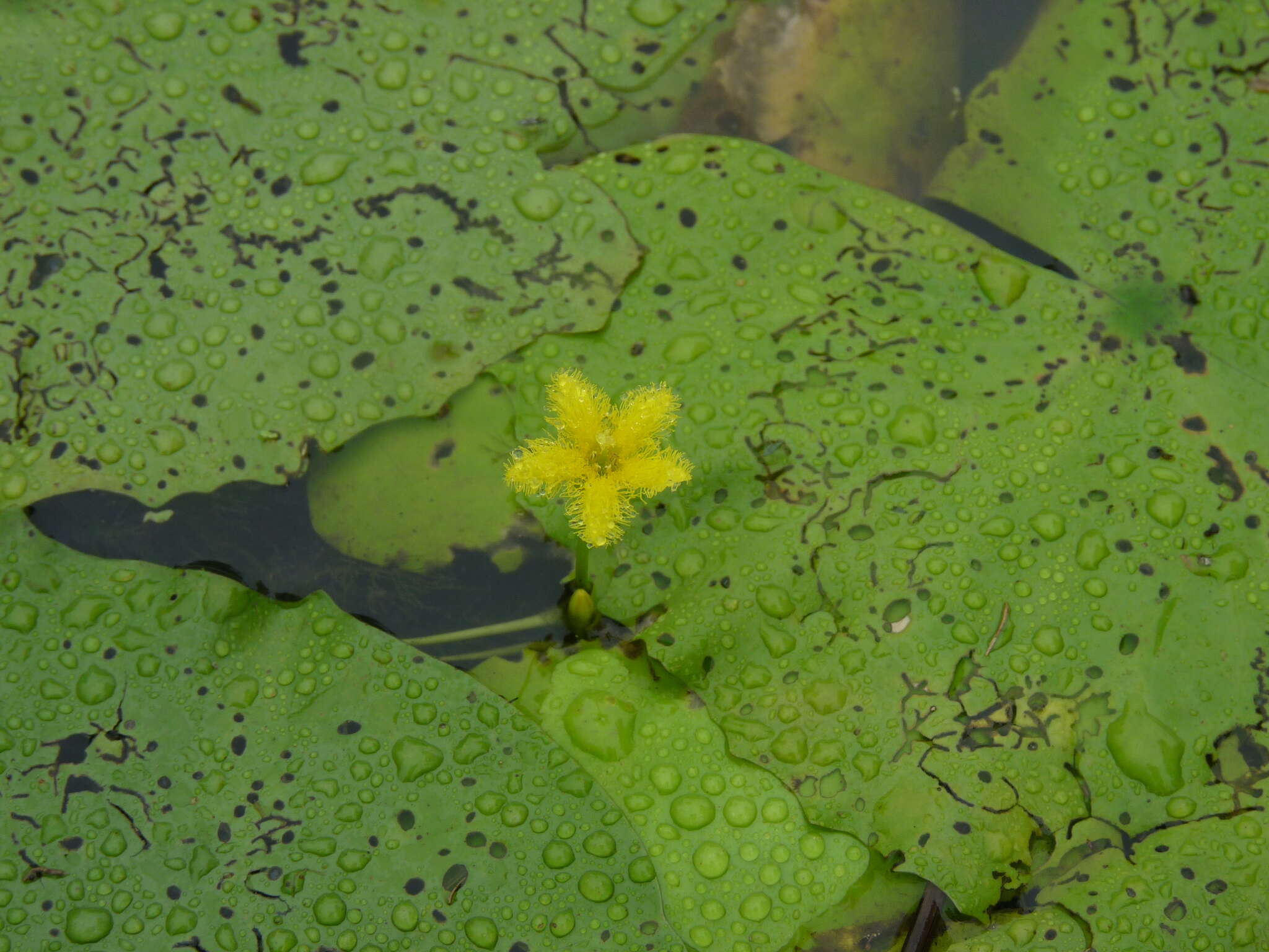 Image of Nymphoides thunbergiana (Griseb.) Kuntze