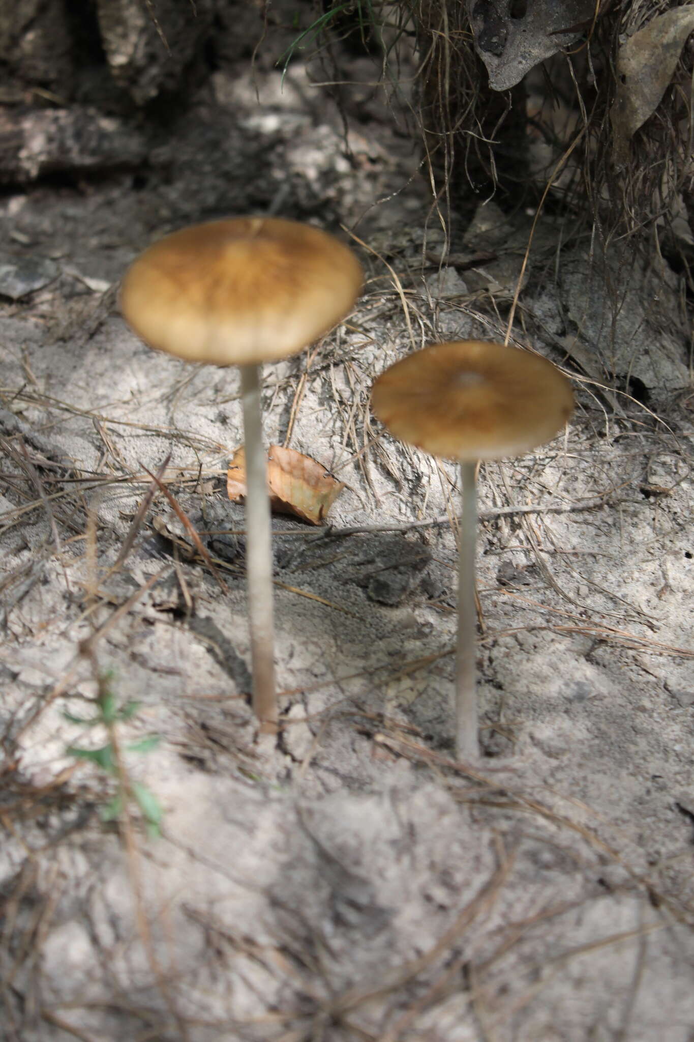 Слика од Hymenopellis furfuracea (Peck) R. H. Petersen 2010