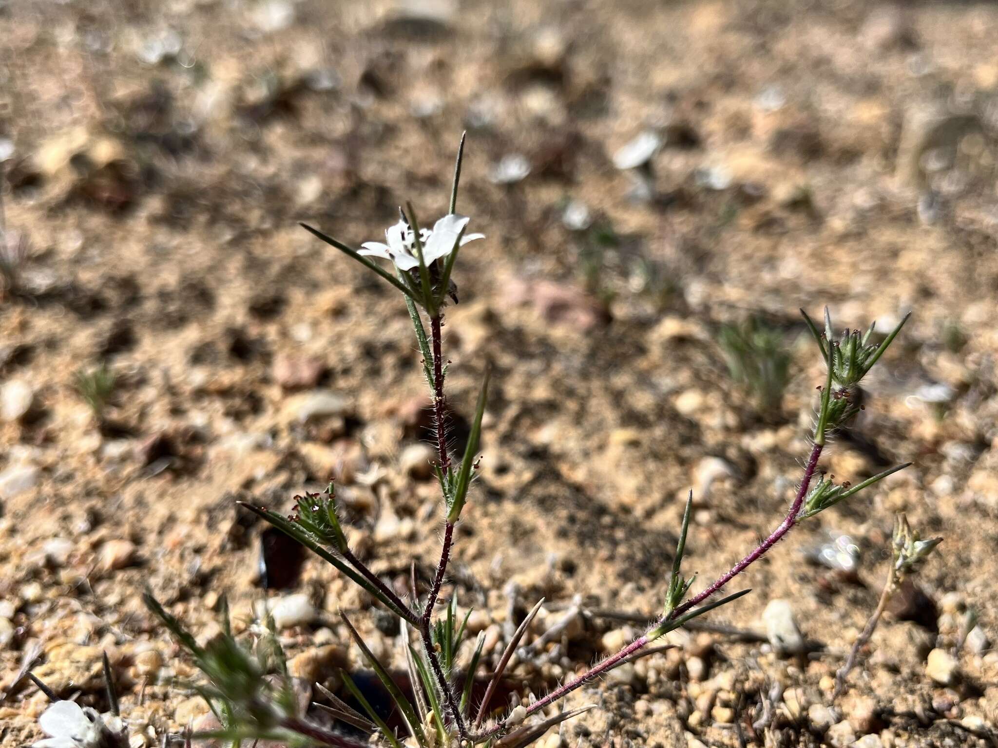 Image of dwarf western rosinweed