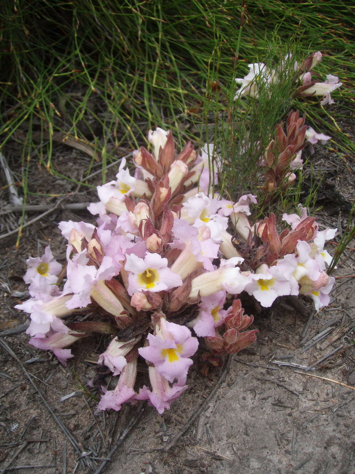 Слика од Harveya purpurea (L. fil.) Harv. ex Hook.