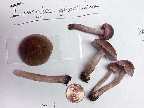 Image of Inocybe griseolilacina J. E. Lange 1917