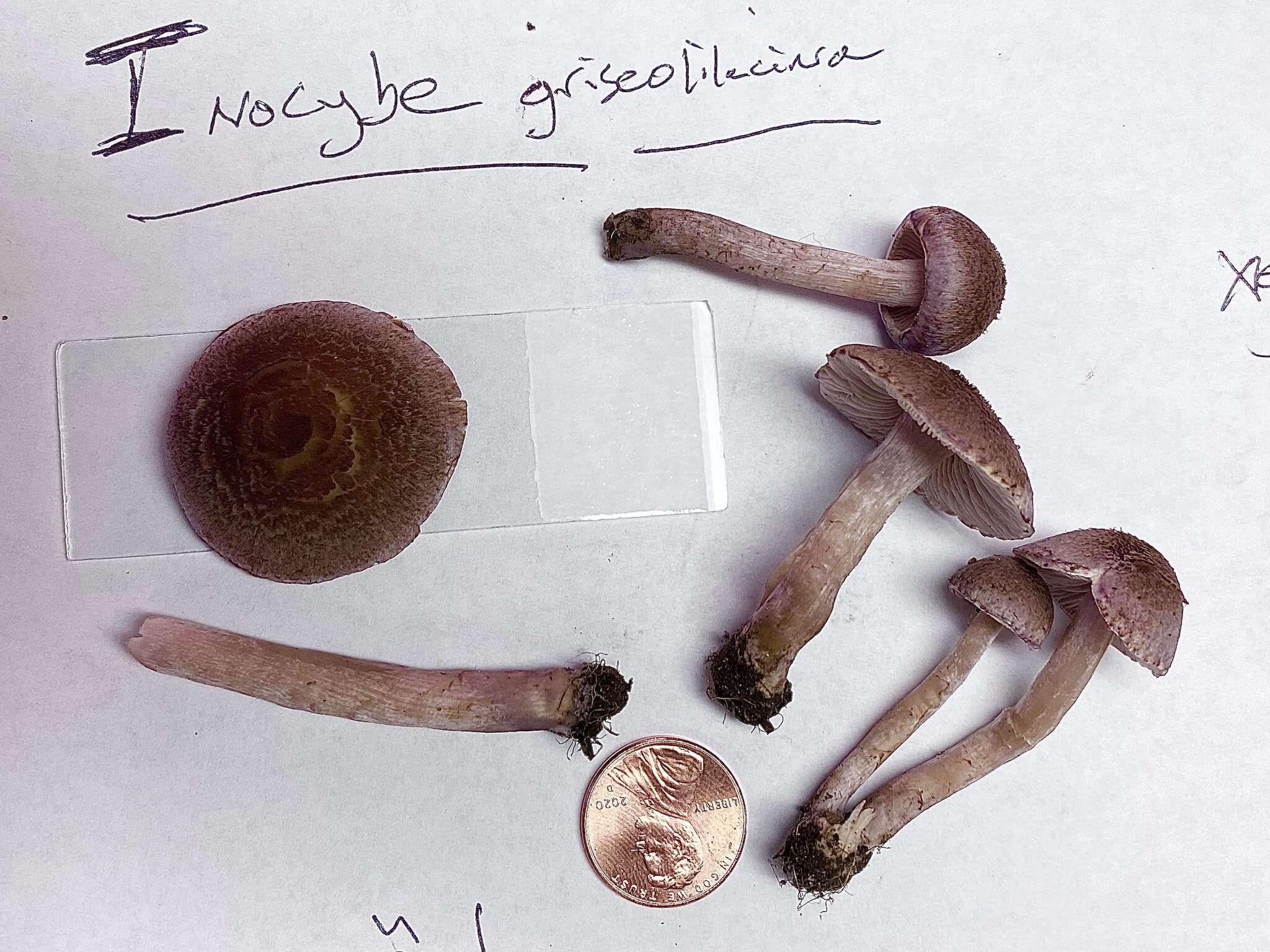 Image of Inocybe griseolilacina J. E. Lange 1917