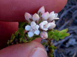 Image of Macrostylis villosa subsp. villosa