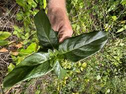 Plancia ëd Psychotria punctata Vatke