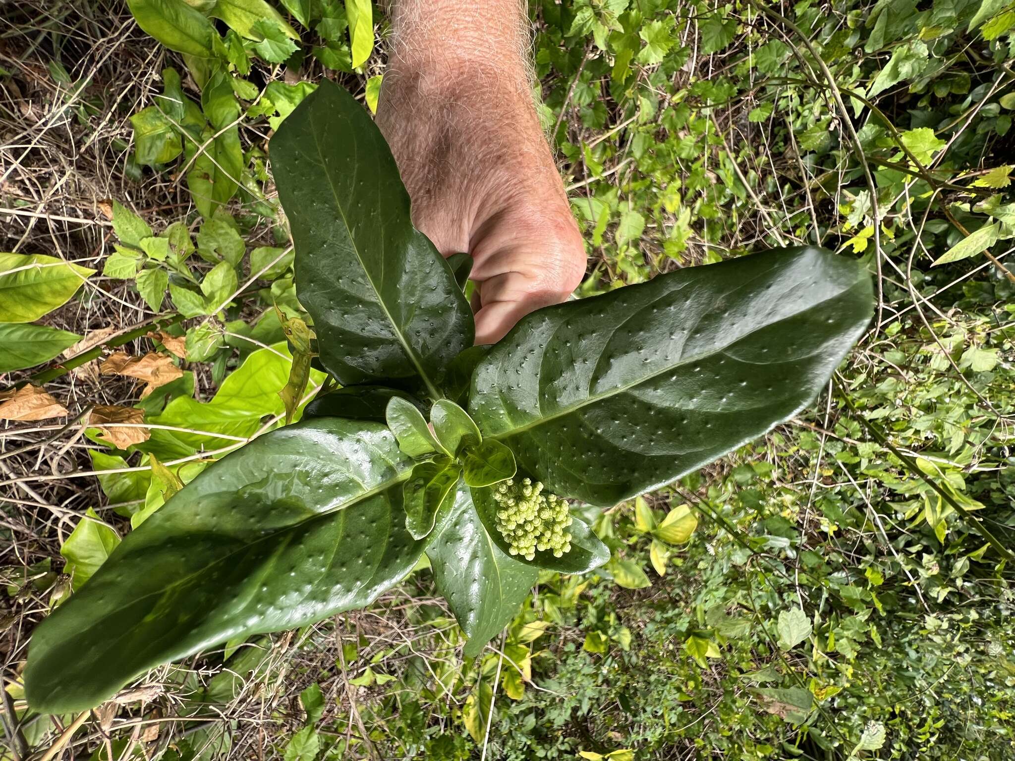 Plancia ëd Psychotria punctata Vatke