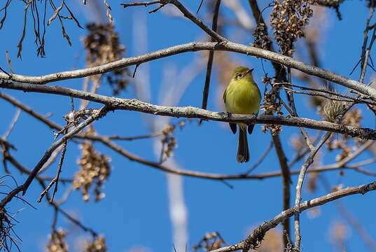 Image of Minas Gerais Tyrannulet