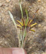 Image of Gazania krebsiana subsp. krebsiana