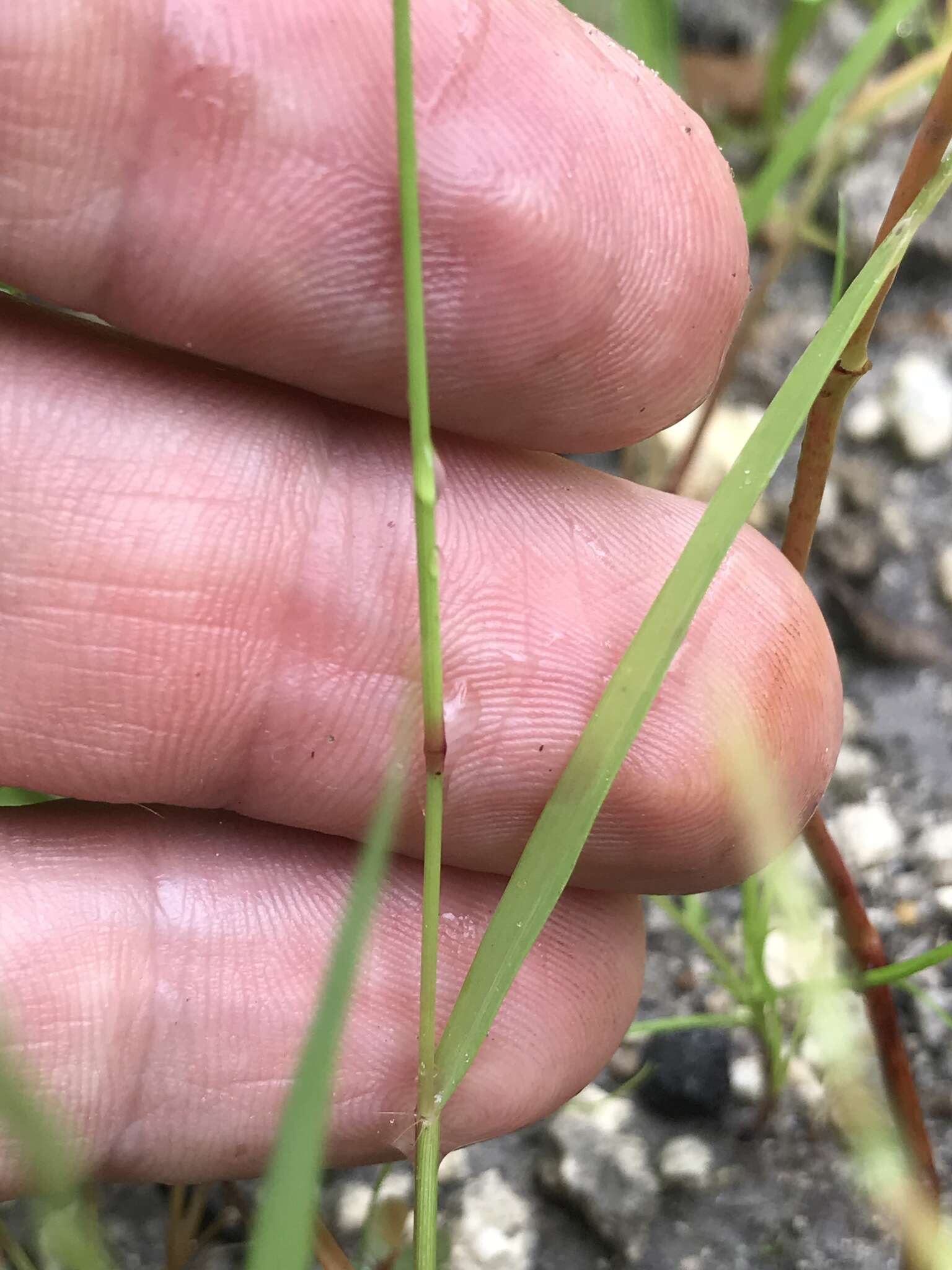 Sivun Eragrostis gangetica (Roxb.) Steud. kuva