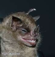 Image of highland yellow-shouldered bat