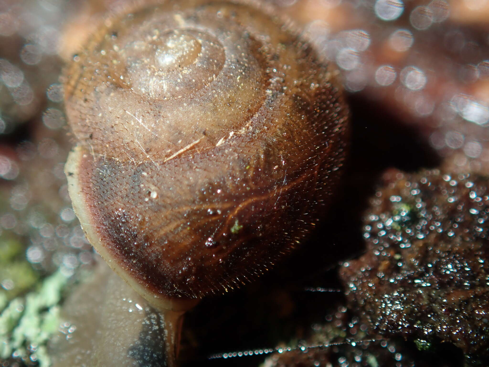 Image of Austrochloritis wollemiensis Shea & Griffiths 2010