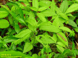 Image of Pilea angulata (Bl.) Bl.