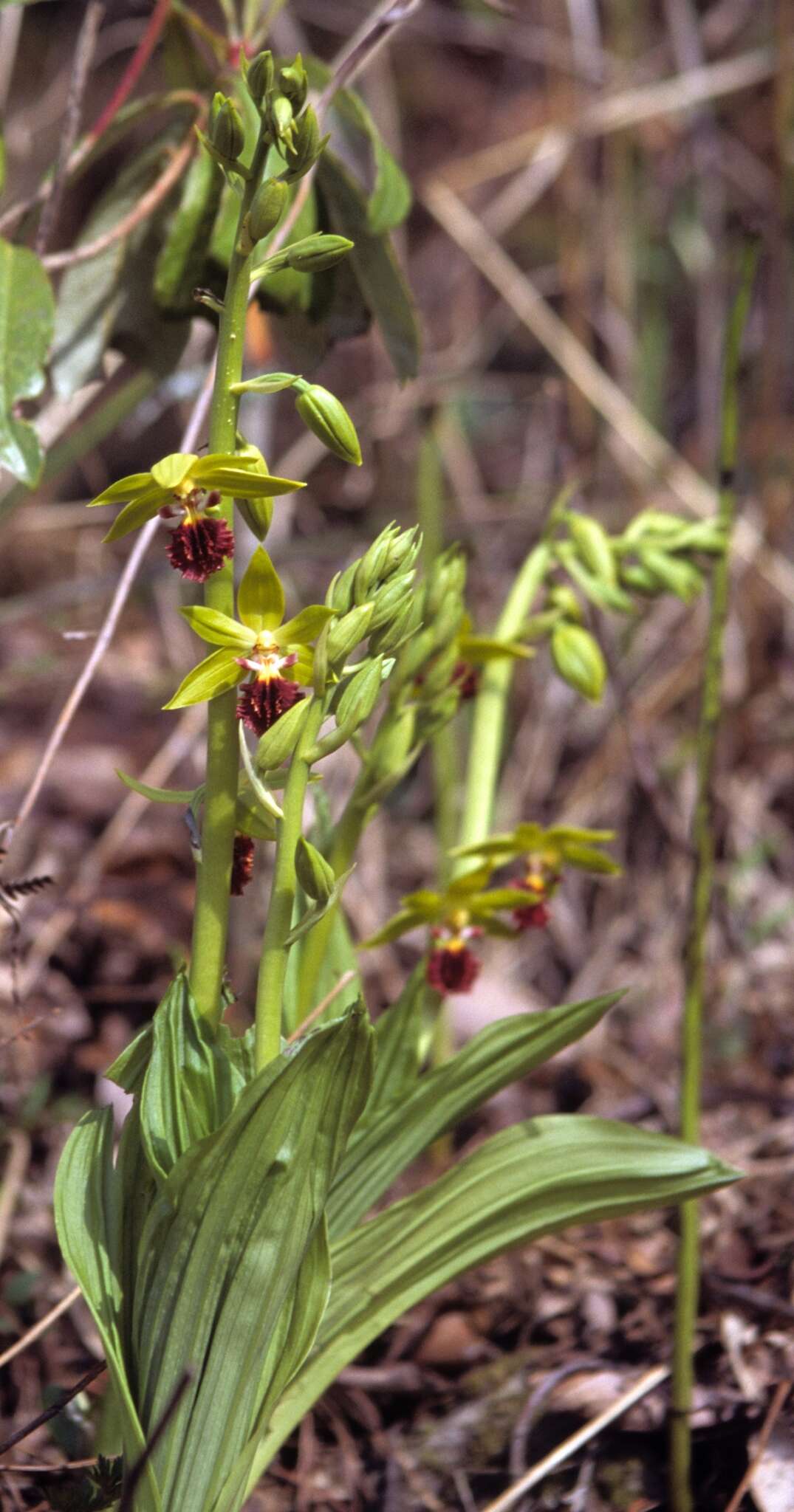 Image of Calanthe tricarinata Lindl.