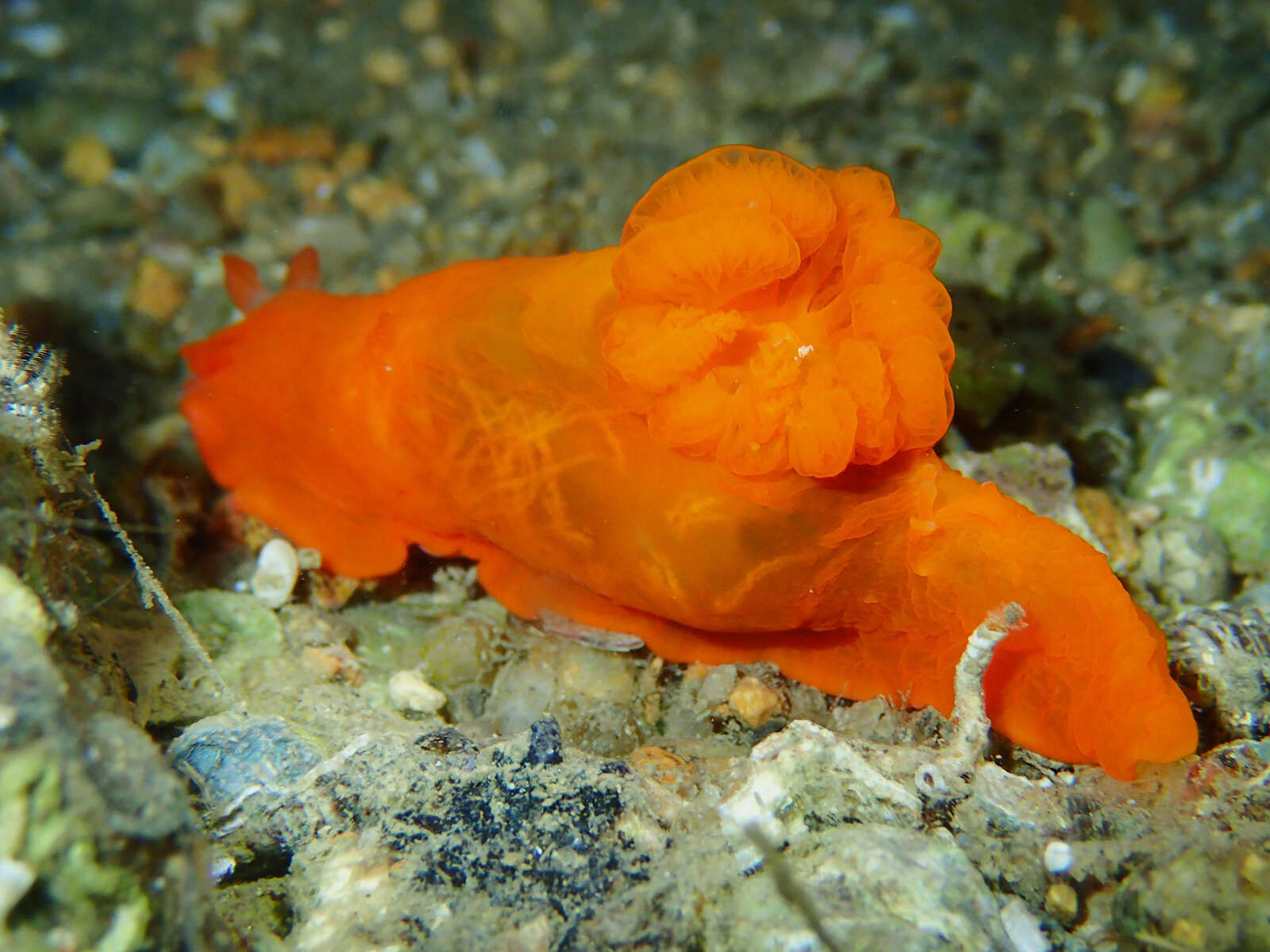 Image of Gymnodoris inornata (Bergh 1880)