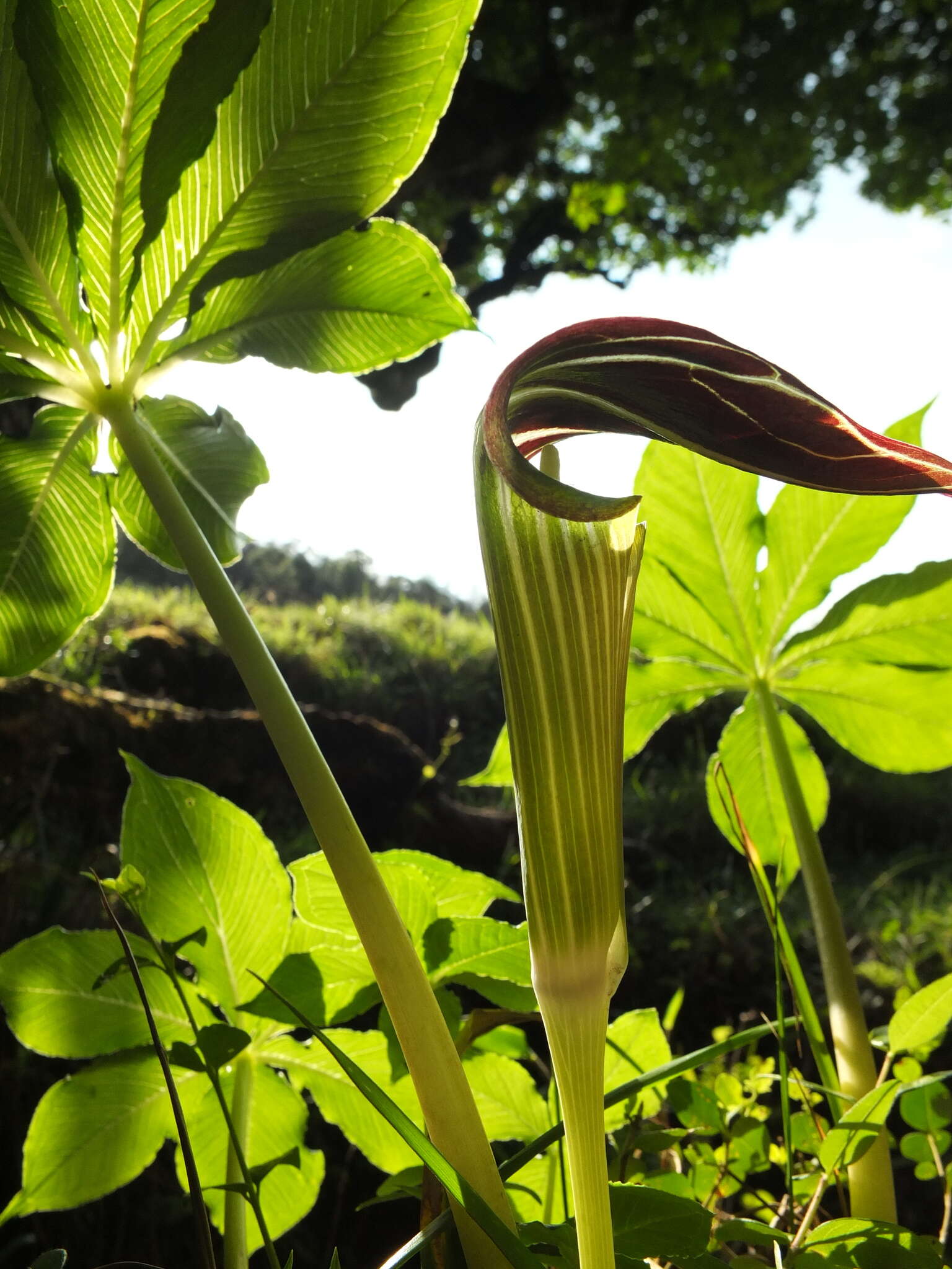 Image of Arisaema leschenaultii Blume