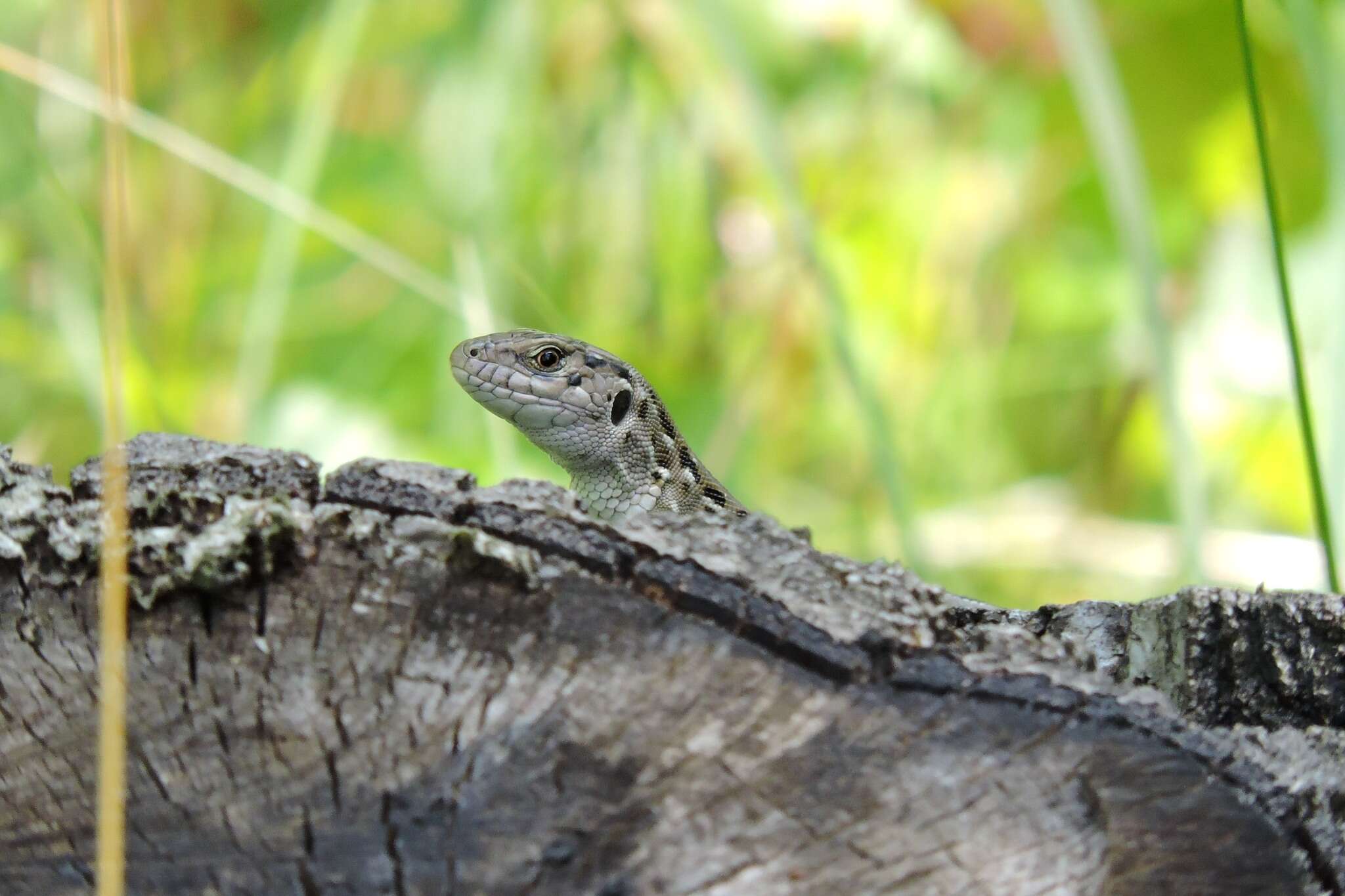 Image of Lacerta agilis chersonensis Andrzejowski 1832