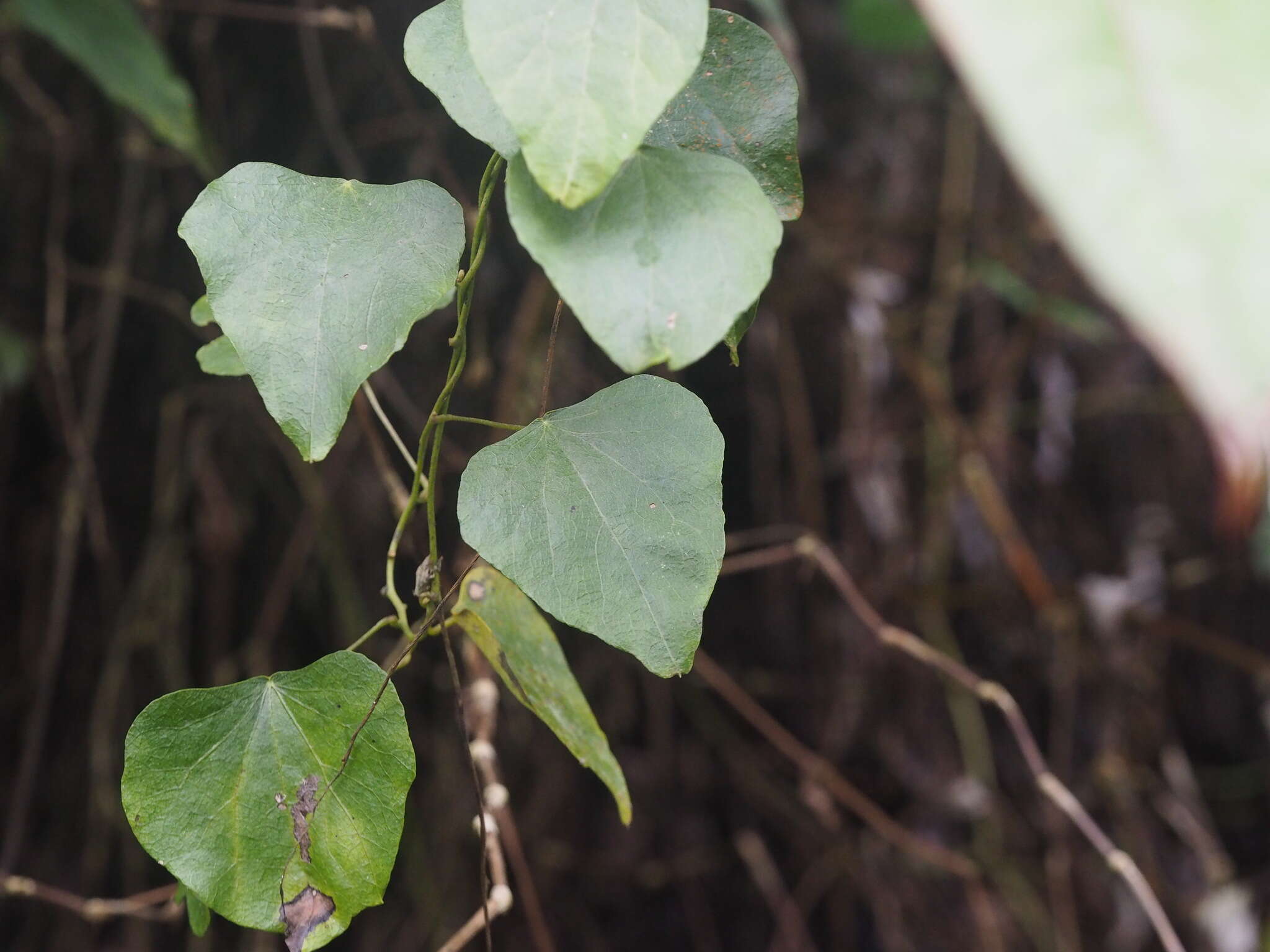 Image of Cyclea ochiaiana (Yannam.) S. F Huang & TC. Huang