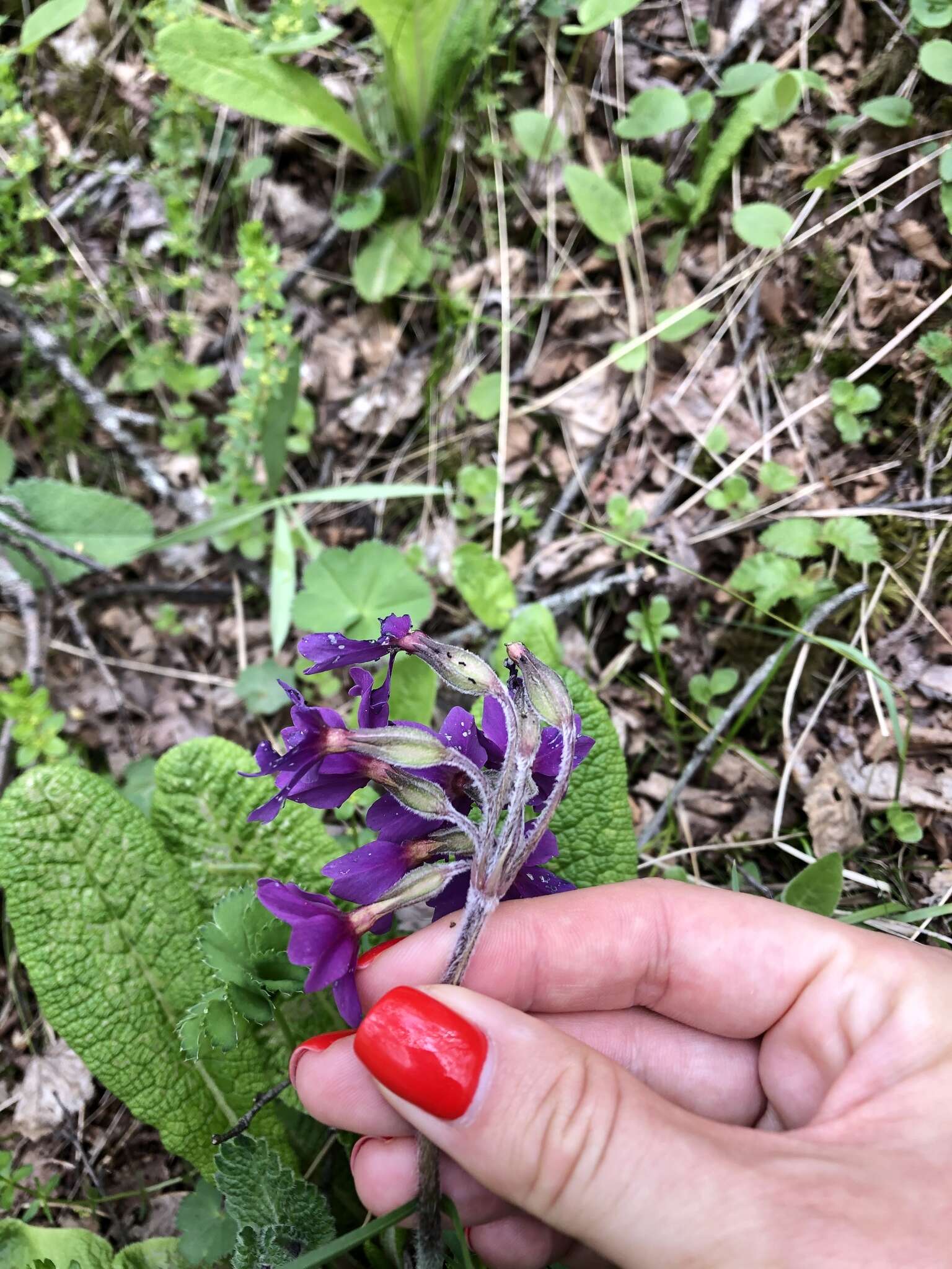 Image of Primula amoena M. Bieb.