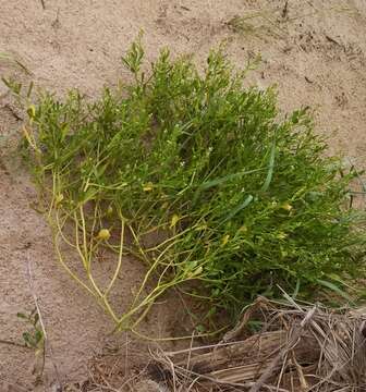 Image of seacoast marsh elder