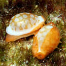 Image of Cowrie