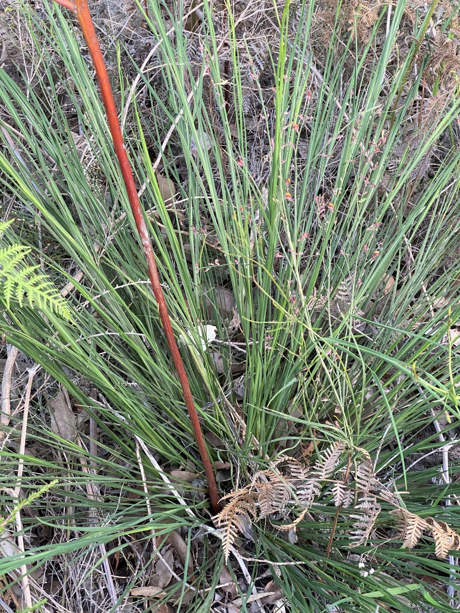 Image of Agrostocrinum scabrum (R. Br.) Baill.