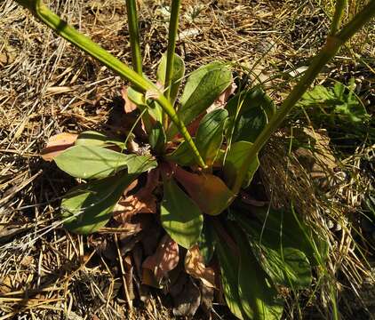 Image of Goniolimon speciosum (L.) Boiss.