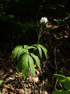 Image of Pinnate Coralroot