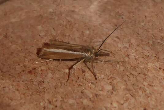 Image of Orocrambus aethonellus Meyrick 1882