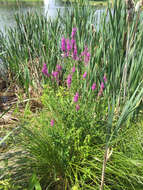 Image of Purple Loosestrife