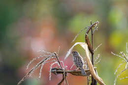 Zonotrichia leucophrys leucophrys (Forster & JR 1772) resmi