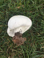 Image of Horse Mushroom
