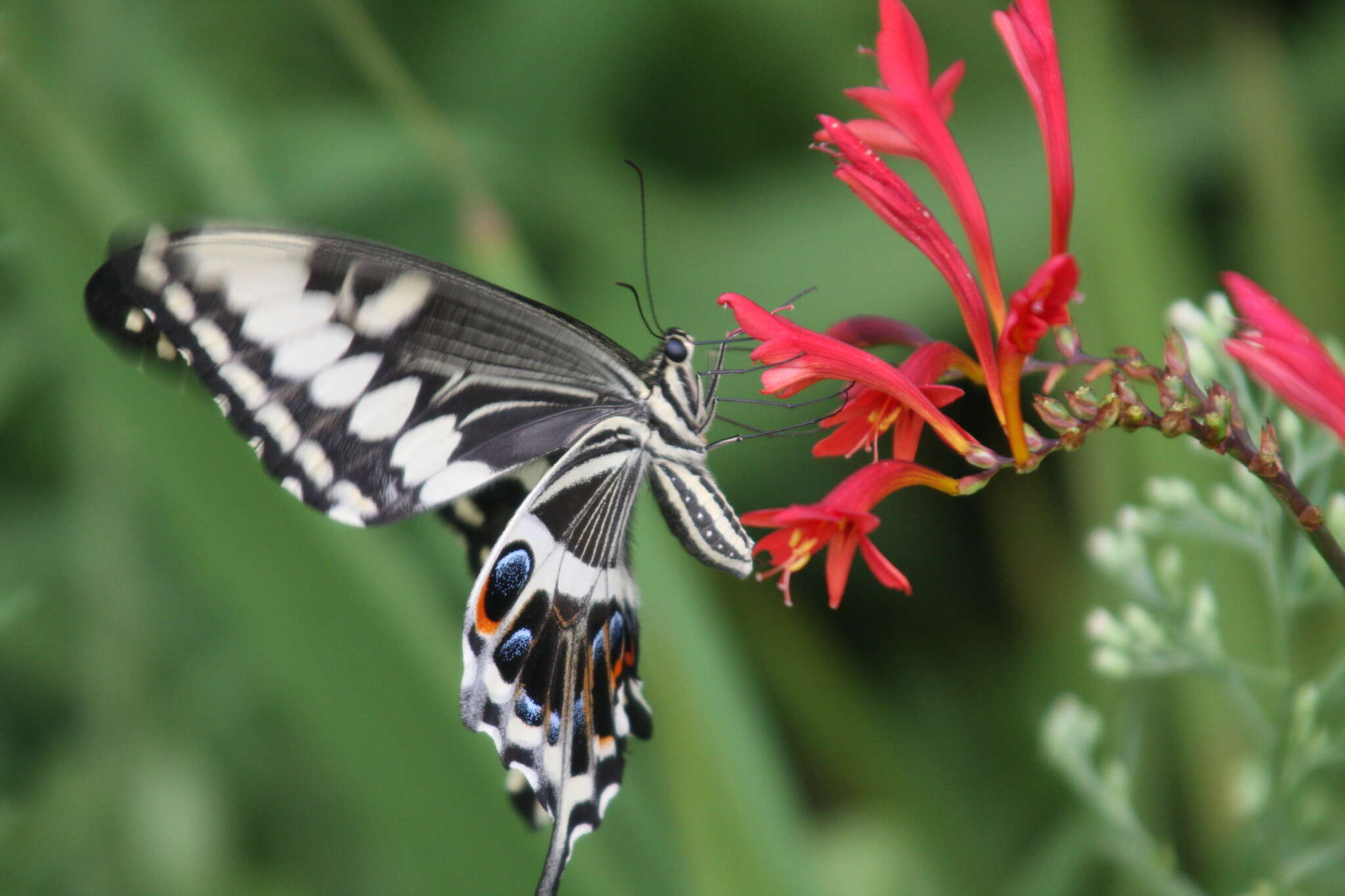 Image of Emperor Swallowtail